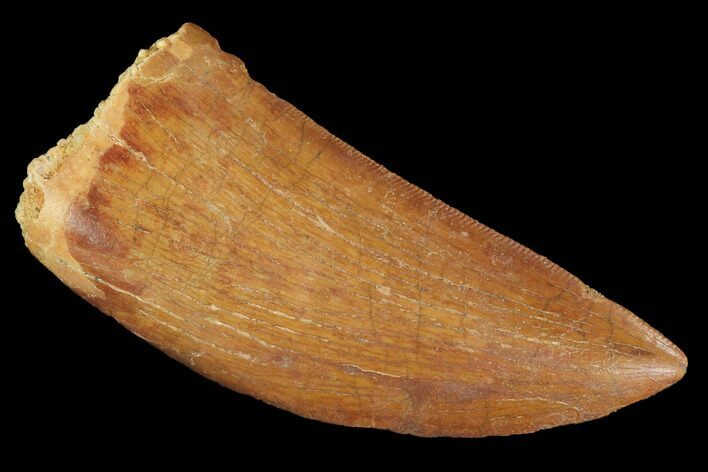 Serrated, Carcharodontosaurus Tooth - Kem Kem Beds #99792